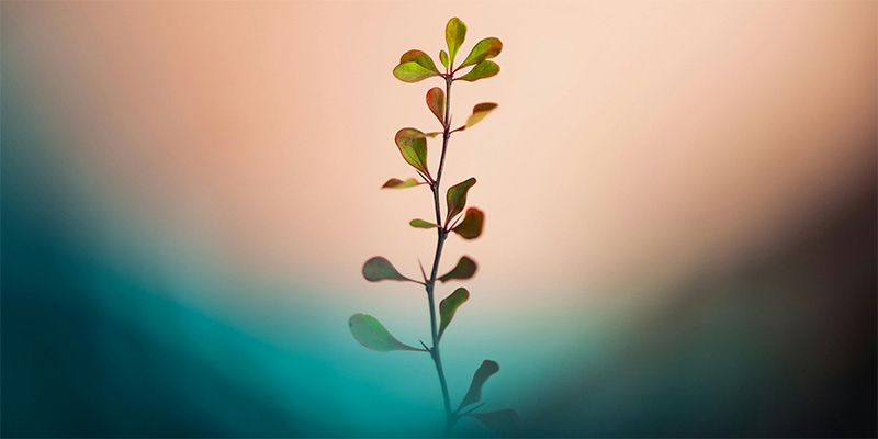 La Stratégie de la Bienveillance®, ou l'Intelligence de la Coopération